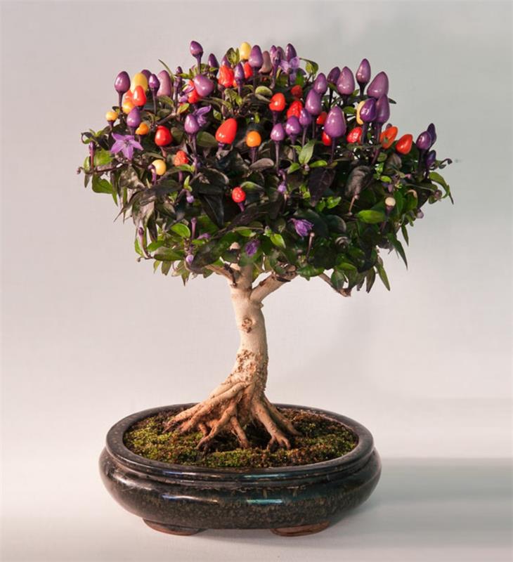 Chili Bonsai Tree ostaa bonsai -lajeja