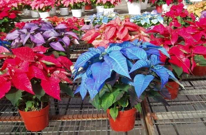 Joulutähti monet kasvit eri väreissä meren värit kukkakaupassa jouluksi