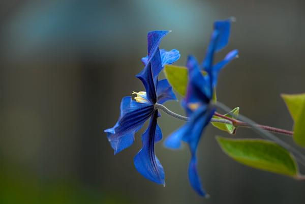 Clematis hoito ja mielenkiintoisia faktoja klematis sininen lajike kaunis