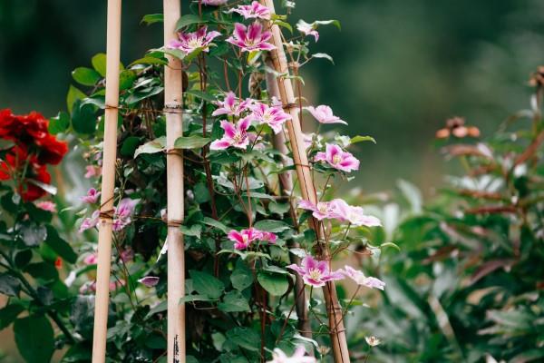 Clematis -hoito ja mielenkiintoisia faktoja klematis -kiipeilyavusta kiipeilytuki -kiipeilykasveille