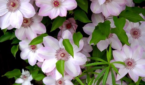 Clematis -hoito ja asiat, jotka on tiedettävä klematiksen violetista kukista, kauniita