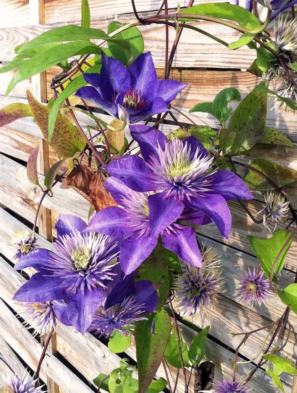 Clematis -hoito ja asiat, jotka on tiedettävä klematiksen purppurakukkien seinän yksityisyysnäytöstä