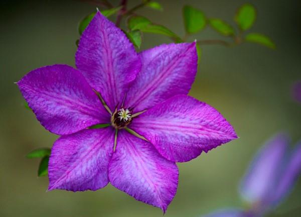 Clematis hoito ja mielenkiintoisia faktoja klematis violetti violetti kukinta kaunis