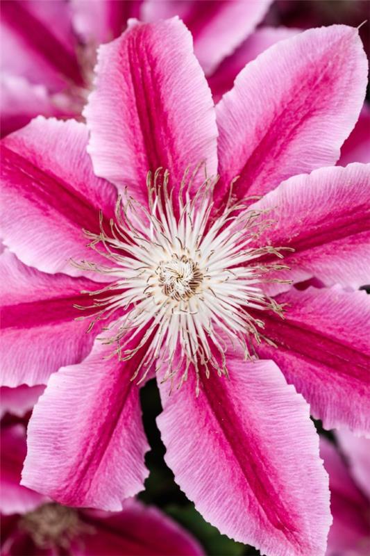 Clematis hoito ja asioita tietää Clematis violetti valkoinen kukka suuri