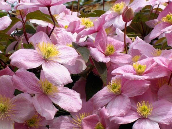 Clematis -hoito ja mielenkiintoisia faktoja klematiksen vaaleanpunaisista kukista täynnä