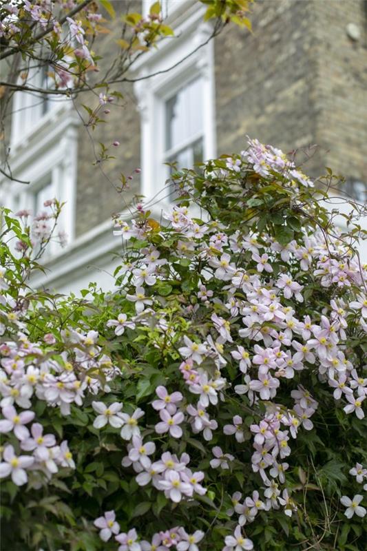 Clematis Care ja mielenkiintoisia faktoja vaaleanpunaisesta clematis -lajikkeen visuaalisesta suojauksesta