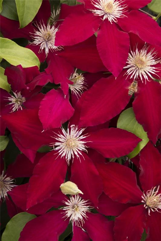 Clematis -hoito ja mielenkiintoisia faktoja klematiksen punaisista valkoisista kukista
