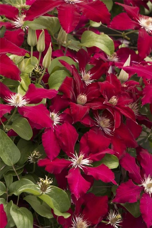 Clematis -hoito ja mielenkiintoisia faktoja klematiksen punaisesta lajikkeesta viininpunainen