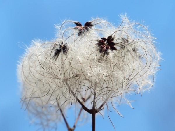 Clematis Care ja tosiasiat klematiksen siemenistä levittävät luuhedelmiä