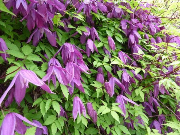 Clematis -hoito ja mielenkiintoisia faktoja klematis -lajikkeesta, jossa on roikkuvat kukkapäät
