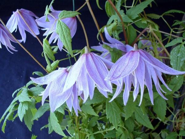 Clematis -hoito ja mielenkiintoisia faktoja klematis -lajikkeesta, roikkuu violetti