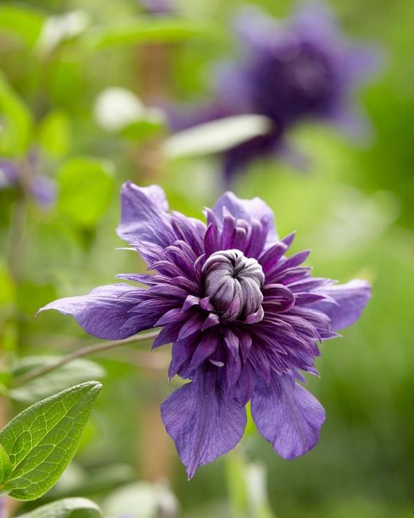 Clematis hoito ja mielenkiintoisia faktoja klematis violetti lajike ihana
