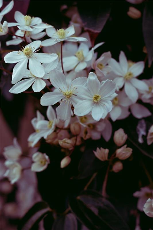 Clematis -hoito ja mielenkiintoisia faktoja klematiksen valkoisesta kukasta maagisesti kauniina