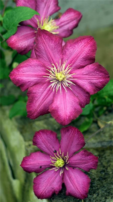 Clematis hoito ja mielenkiintoisia faktoja klematis ihana lajikkeita violetti