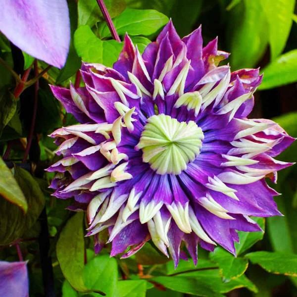 Clematis-hoito ja mielenkiintoisia faktoja klematiksen kaksisävyisestä kauniista lajikkeesta