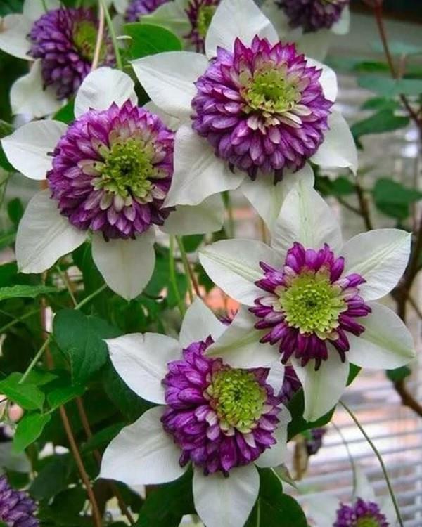 Clematis-hoito ja mielenkiintoisia faktoja klematiksen kaksivärisistä lajikkeista violetti valkoinen
