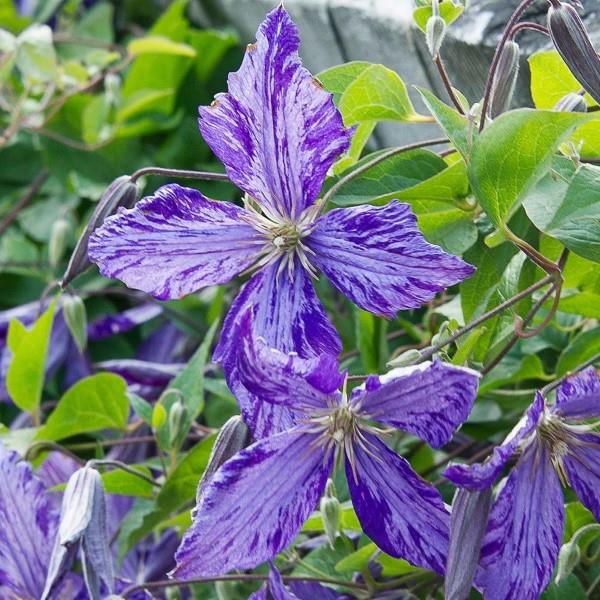 Clematis-hoito ja tosiasiat klematiksen kaksivärisistä lajikkeista violetti valkoinen