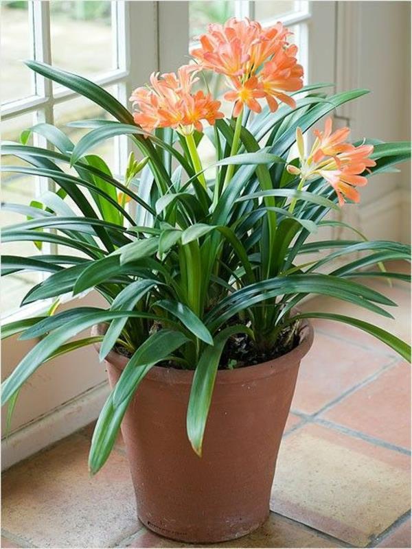 Clivia miniata huonekasvit kukkiva klivia