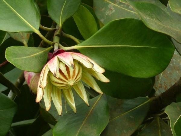 Clusia Rosea -nimikirjoituspuun kukka jättää trooppisen kasvin