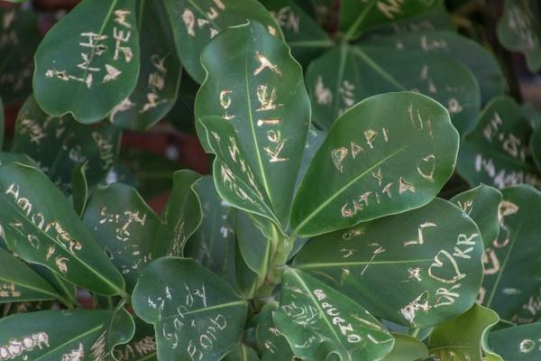 Clusia Rosea nimikirjoitus puun lehdet