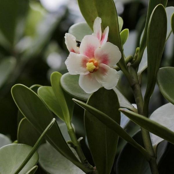 Clusia Rosea trooppisten kasvien kukinta