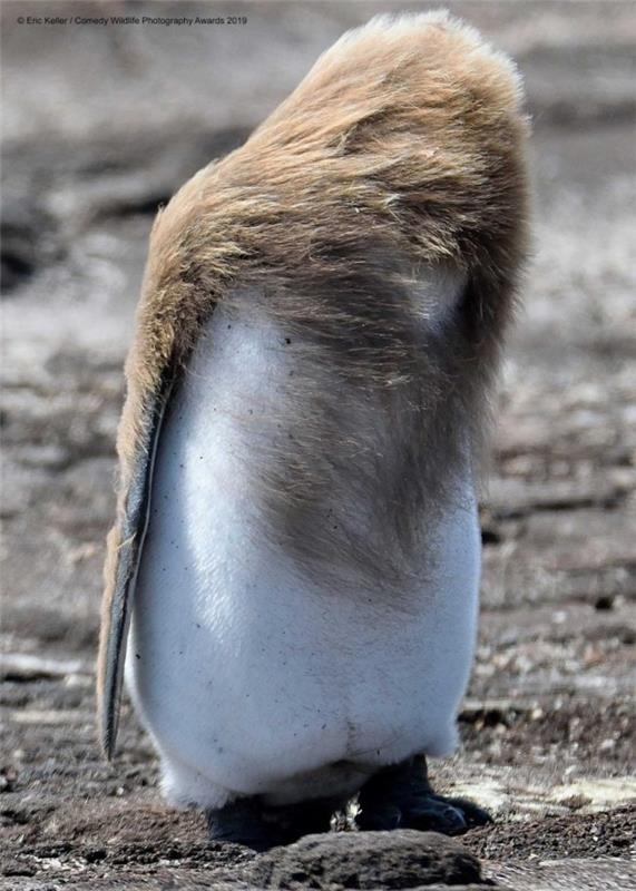 Comedy Wildlife Photography Awards 2019 - Tässä ovat voittaneet valokuvat bad hair day pingviini vauva