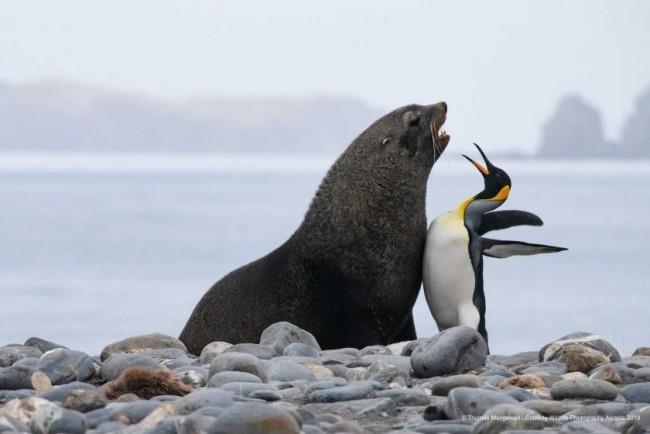 Comedy Wildlife Photography Awards 2019 - Tässä voitetut valokuvat rintakehä nordpol pingviini leijona