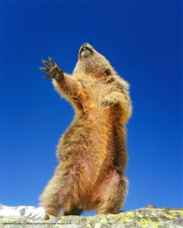 Comedy Wildlife Photography Awards 2019 - Tässä voitetut valokuvat tanssivat yeah marmot