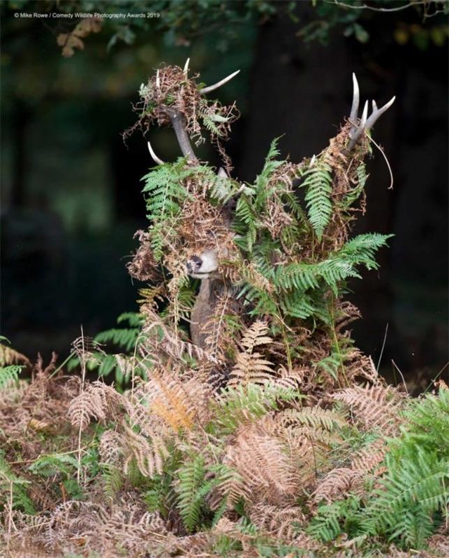 Comedy Wildlife Photography Awards 2019 - Tässä ovat voittaneet valokuvat hirvi mitä hirvi hauska hirvi