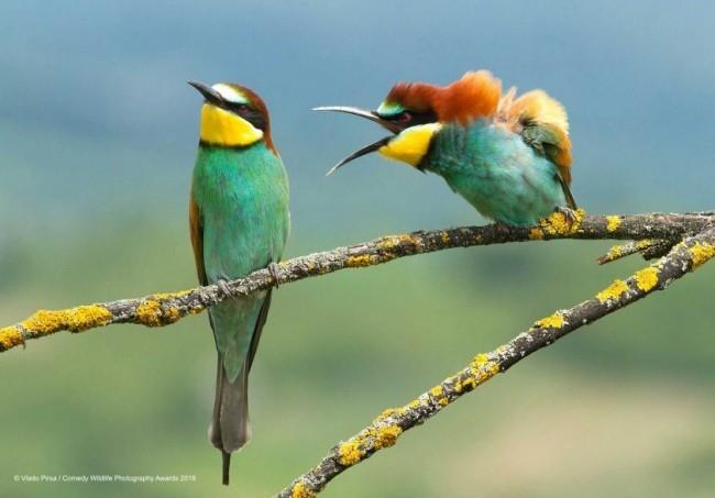 Comedy Wildlife Photography Awards 2019 - Tässä ovat voittaneet valokuvat perheen erimielisyys Funny birds