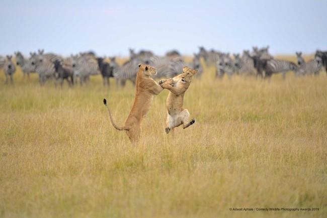 Comedy Wildlife Photography Awards 2019 - Tässä voitetut valokuvat roikkuvat hauskoissa leijonissa