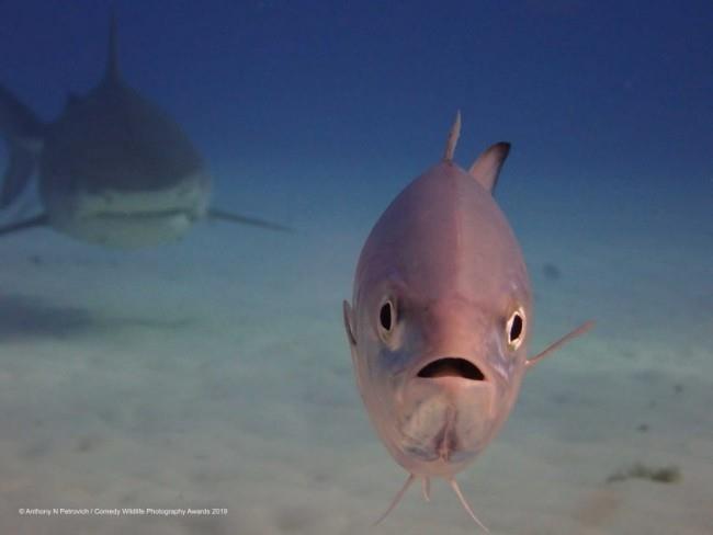 Comedy Wildlife Photography Awards 2019 - Tässä ovat voittaneet valokuvat, jotka ovat aivan takanani