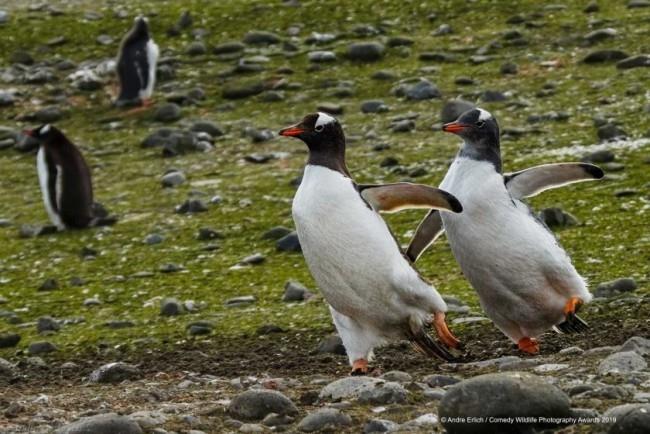 Comedy Wildlife Photography Awards 2019 - Tässä on voitetut valokuvat luistelu pingviini hauska