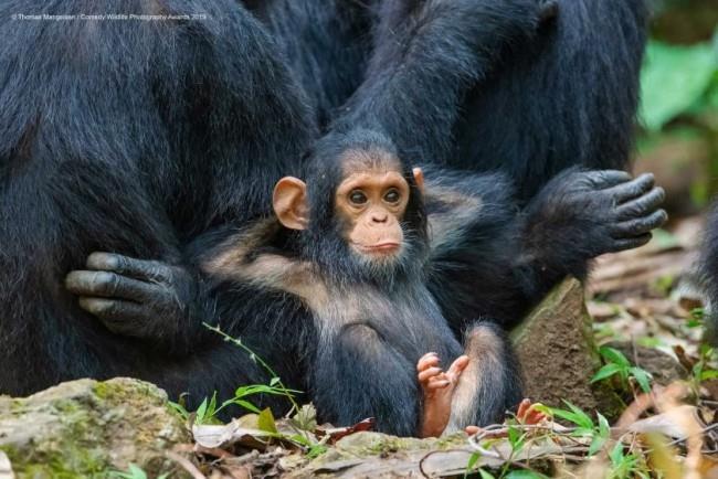 Comedy Wildlife Photography Awards 2019 - Tässä voitetut valokuvat rento hauska apina