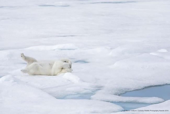 Comedy Wildlife Photography Awards 2019 - Tässä voitetut valokuvat hauskasta jääkarhusta pohjoisnavalla