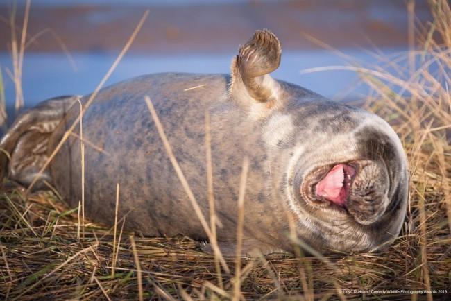 Comedy Wildlife Photography Awards 2019 - Tässä voitetut valokuvat hauskasta nauravasta merileijonasta