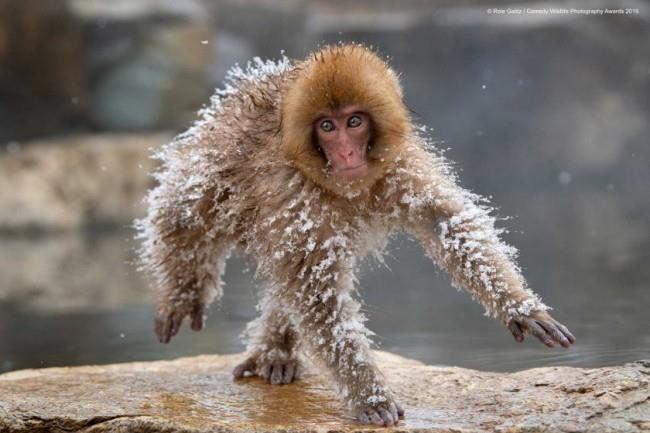 Comedy Wildlife Photography Awards 2019 - Tässä voitetut valokuvat avaruusmiehen hauska apina