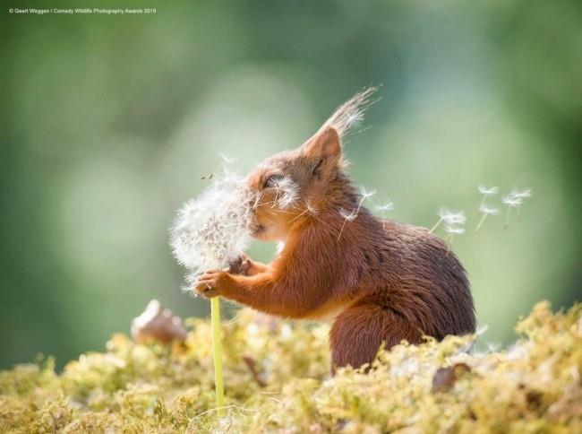 Comedy Wildlife Photography Awards 2019 - Tässä ovat voittaneet valokuvat orava toivoo hauskaa oravaa