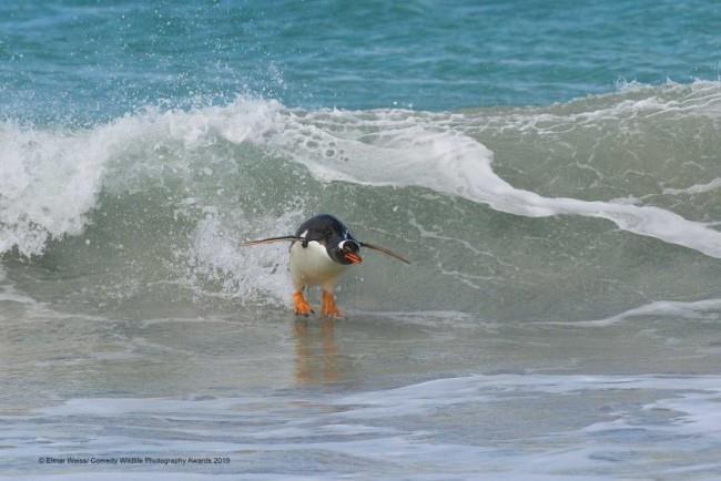 Comedy Wildlife Photography Awards 2019 - Tässä ovat voittaneet valokuvat surffaillessaan etelä -atlantin tyylinen pingviini
