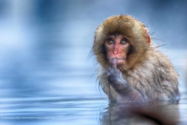 Comedy Wildlife Photography Awards 2019 - Tässä voitetut valokuvat, jotka ovat lustiger apina tai eivät