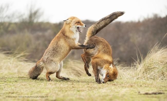 Comedy Wildlife Photography Awards 2019 - Tässä ovat voittaneet valssivalot väärin hauska söpö kettu