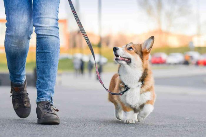 Koronakriisi ja koirat kävelylle asunnon lähellä ovat sallittuja