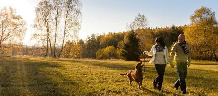 Koronakriisi ja koiramestari emäntäkoira kävelee metsässä niityllä