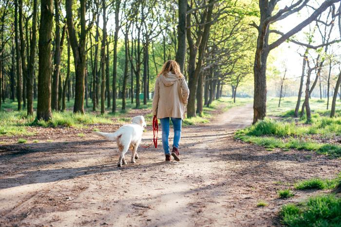 Koronakriisi ja koirat nuori nainen tekee koiraa pitkällä kävelyllä metsässä