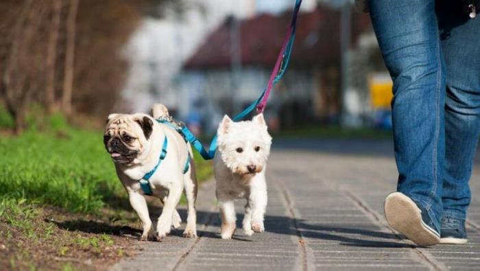 Koronakriisi ja koirat kaksi koiraa kävelevät ilman virusta