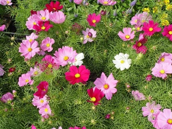 Cosmos bipinnatus -korikorit mehiläisten laitumena