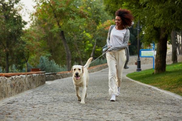 Crash Diet - Tässä on kaikki mitä sinun pitäisi tietää koiran kävelyharjoittelusta
