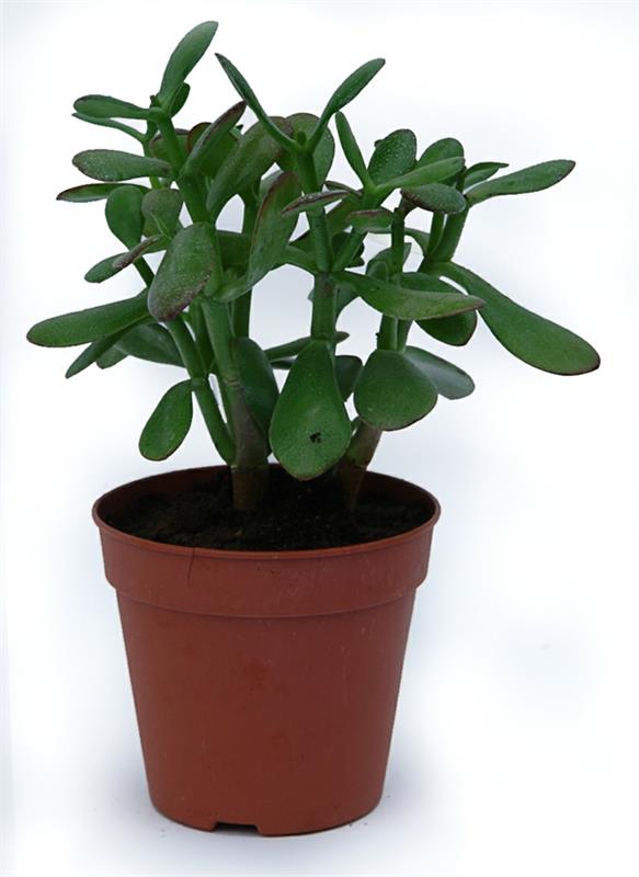 Crassula ovata vihreä kukkaruukku kaunis koristelu