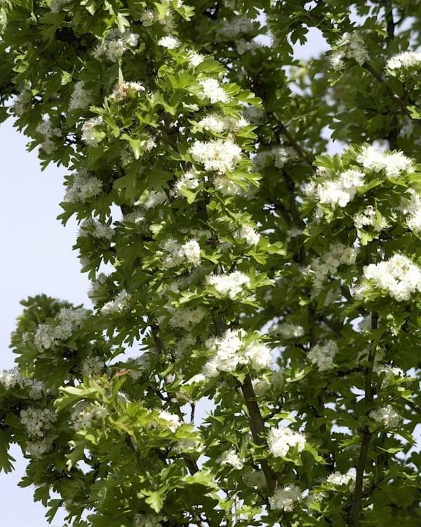 Crataegus monogyna 'Stricta' talon puu pienessä puutarhassa