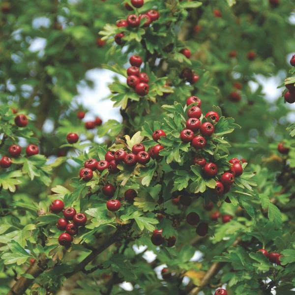 Crataegus monogyna 'Stricta' talon puu punaisia ​​marjoja